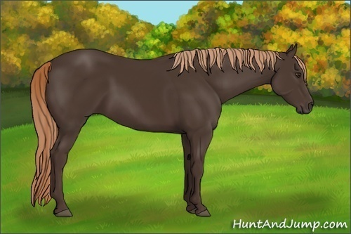 Horse Color:Liver Chestnut Rabicano