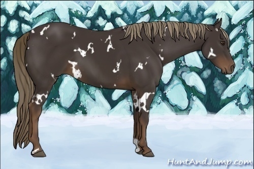 Horse Color:White Spotted Liver Chestnut