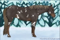 Horse Color:White Spotted Liver Chestnut 