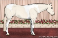 Horse Color:Perlino Dun Tobiano 