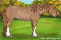 Horse Color:Chestnut Rabicano 