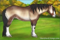 Horse Color:Bay Onyx Rabicano 