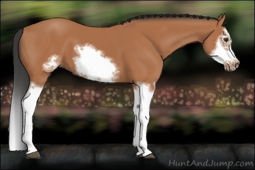Horse Color:Bay Splash Frame 