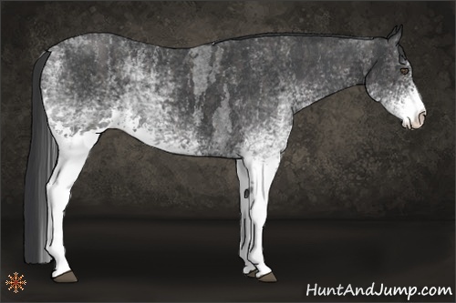 Horse Color:White Spotted Blue Roan Rabicano Brindle