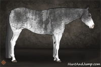 Horse Color:White Spotted Blue Roan Rabicano  Brindle