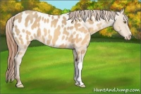 Horse Color:Sable Cream Champagne Blanket 