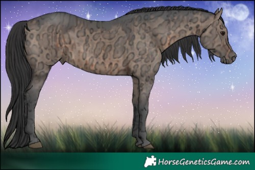 Horse Color:Brown Ice Dun Rabicano Brindle 