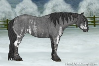 Horse Color:White Spotted Blue Roan Rabicano  Brindle
