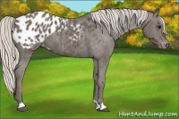 Horse Color:Silver Black Appaloosa 