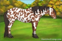 Horse Color:Bay Appaloosa