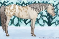 Horse Color:Liver Red Dun Appaloosa 