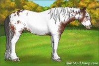Horse Color:Bay Sabino Tobiano Frame Appaloosa Rabicano