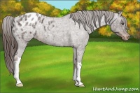Horse Color:Liver Red Ice Roan Appaloosa 
