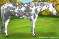 Horse Color:Black Sabino Appaloosa