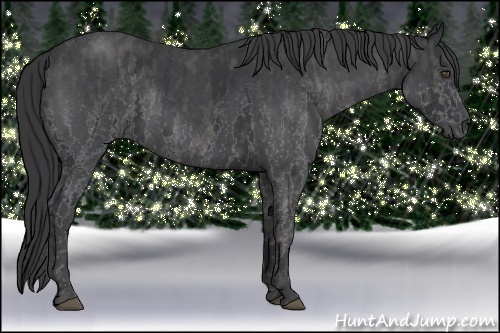 Horse Color:White Spotted Blue Roan Rabicano  Brindle