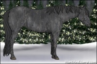 Horse Color:White Spotted Blue Roan Rabicano  Brindle