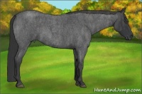 Horse Color:Blue Roan Rabicano  Brindle