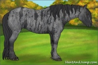 Horse Color:Blue Roan Sabino Rabicano  Brindle