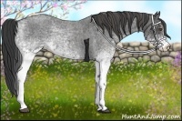 Horse Color:White Spotted Blue Roan Rabicano  Brindle