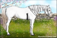 Horse Color:White Spotted Smoky Black Sabino Appaloosa Rabicano 