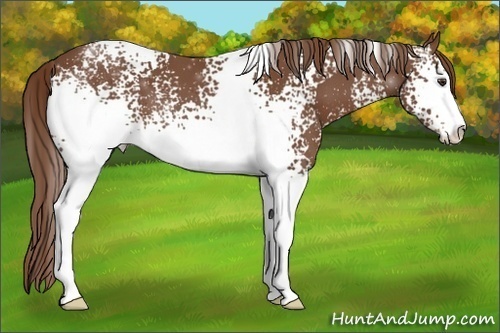 Horse Color:White Spotted Chestnut Sabino