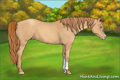Horse Color:Gold Champagne