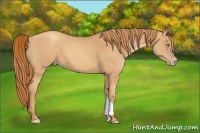 Horse Color:Gold Champagne 