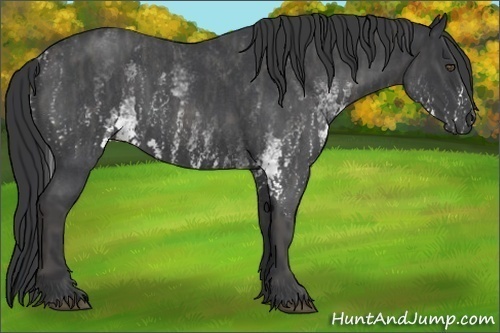 Horse Color:White Spotted Blue Roan Rabicano  Brindle