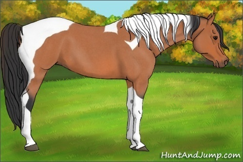 Horse Color:Bay Roan Tobiano