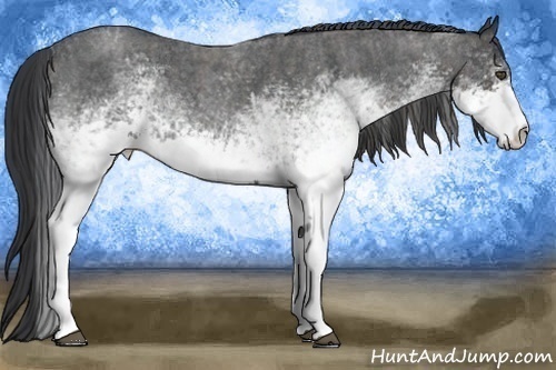 Horse Color:White Spotted Blue Roan Rabicano  Brindle