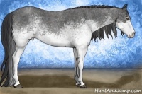 Horse Color:White Spotted Blue Roan Rabicano Brindle