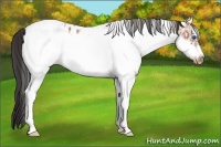 Horse Color:White Spotted Bay Ice Roan Frame Blanket 