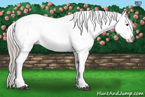 Horse Color:Chocolate Palomino Appaloosa 