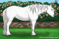 Horse Color:Chocolate Palomino Appaloosa 
