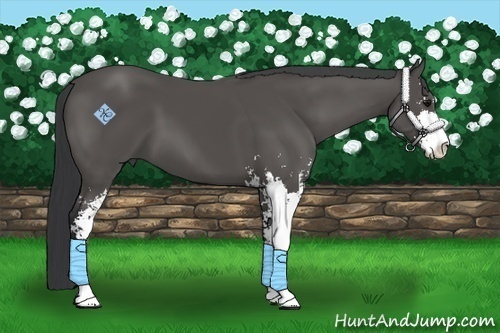 Horse Color:Black Sabino 