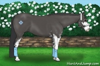 Horse Color:Black Sabino 