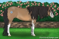 Horse Color:Bay Dun Sabino