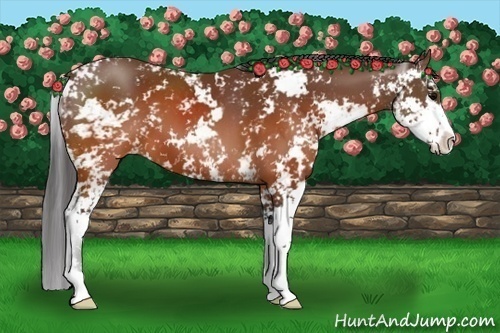Horse Color:Brown Sabino Appaloosa 