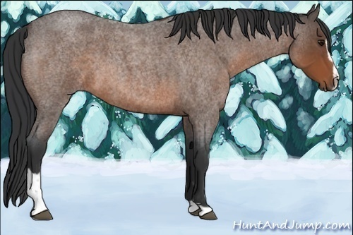 Horse Color:Bay Roan Sabino 