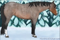 Horse Color:Bay Roan Sabino 