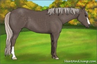 Horse Color:Silver Black