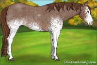 Horse Color:White Spotted Red Roan 