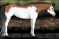 Horse Color:Bay Splash Frame 