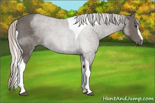Horse Color:Silver Black Sabino Tobiano 