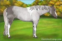 Horse Color:Silver Black Sabino Tobiano