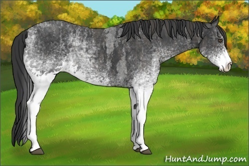 Horse Color:White Spotted Blue Roan Rabicano  Brindle