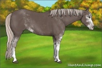 Horse Color:Silver Black Sabino 