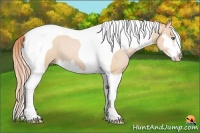 Horse Color:Buckskin Pearl Sabino Splash Tobiano Frame 