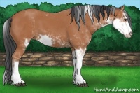 Horse Color:Bay Sabino 