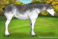 Horse Color:White Spotted Blue Roan Rabicano  Brindle